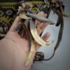 Borneo Dayak Baby Carrier With Wild Boart Tusk, Shells And Beads - Image 15