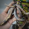 Borneo Dayak Baby Carrier With Wild Boart Tusk, Shells And Beads - Image 12