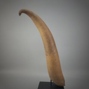 Papua Koteka - panis cover